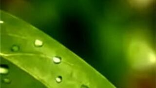 Короткий видеоролик-природа - порно видео